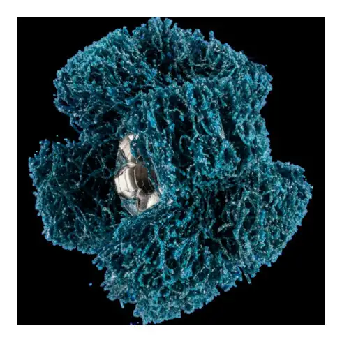 Polinox T 25-2 A 100 Étoiles à poncer pour chevaux